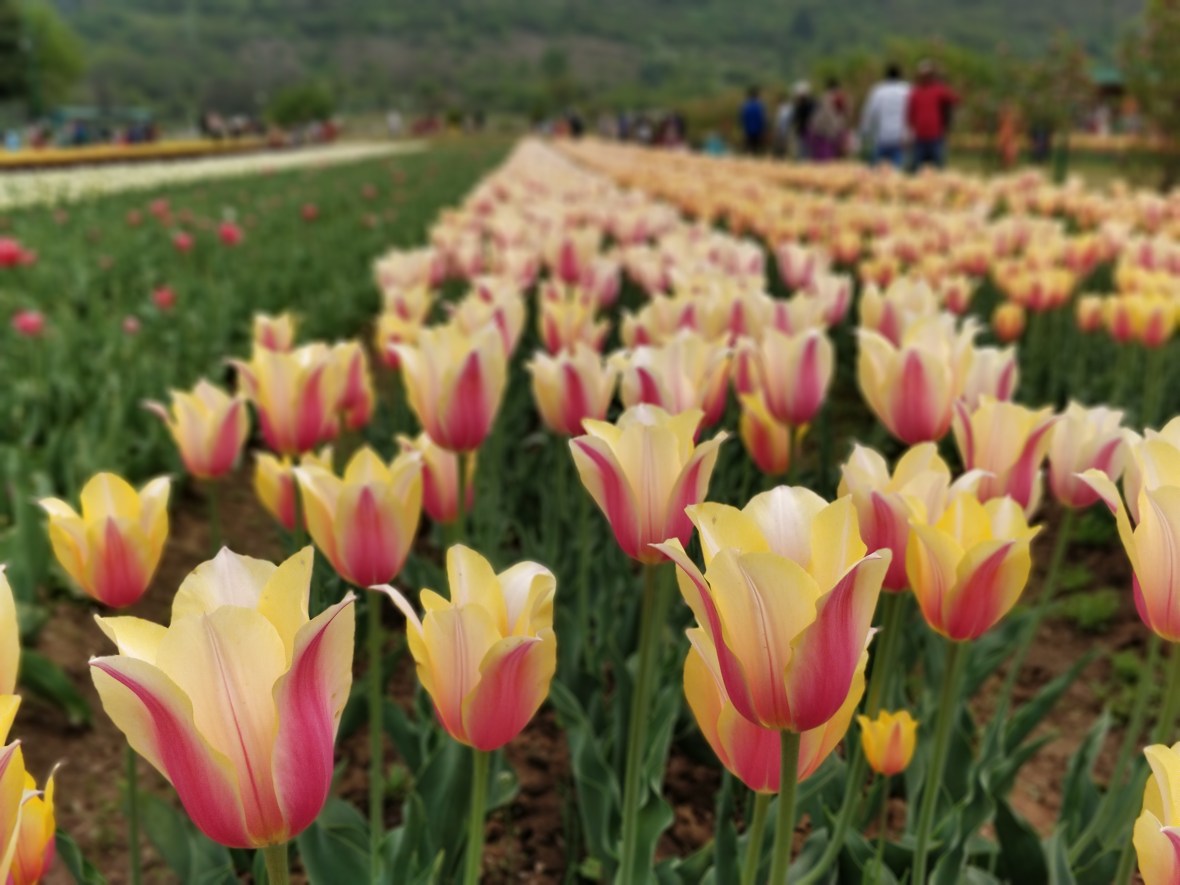 IMG_20180414_122911_Bokeh