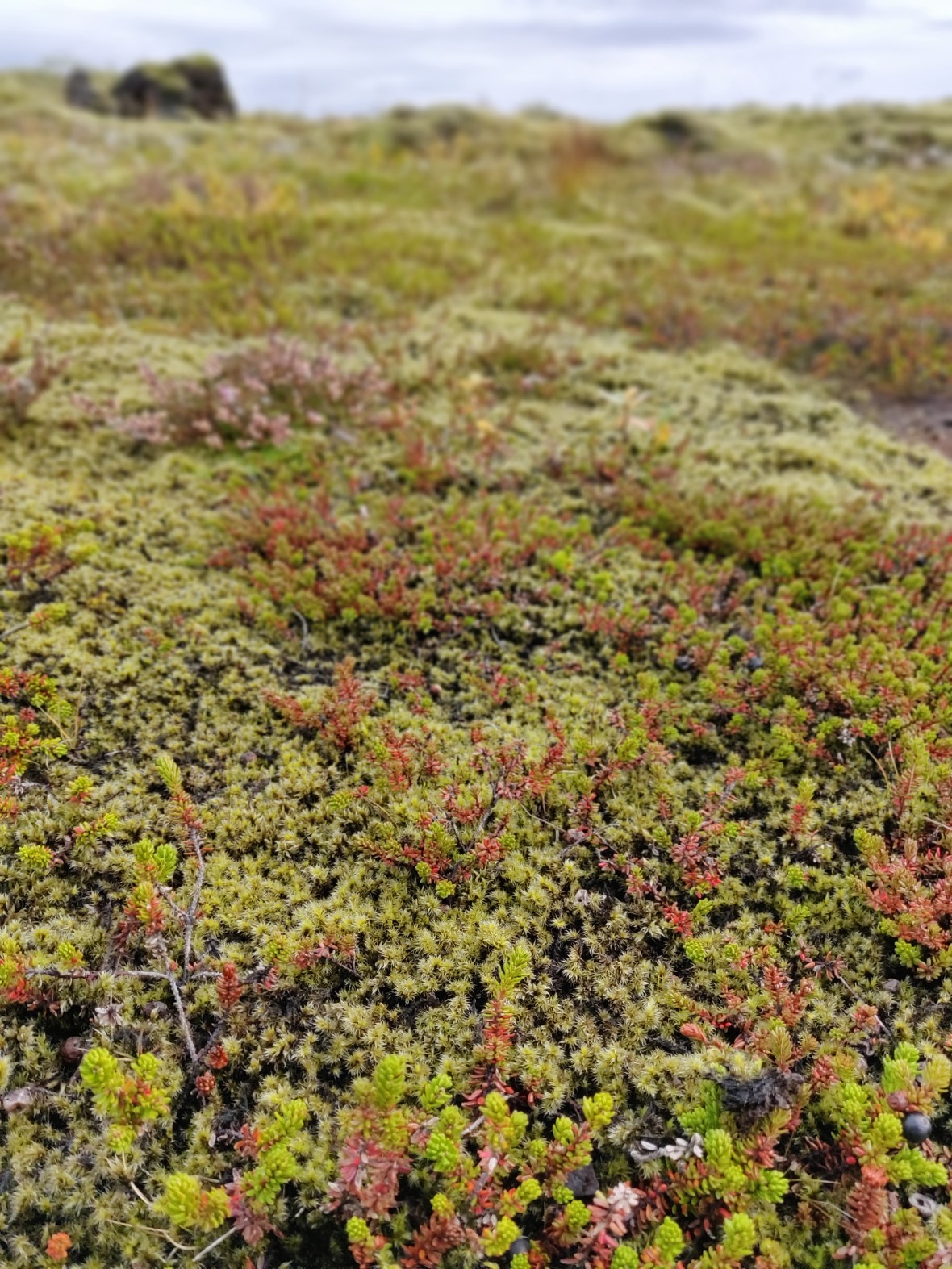 IMG_20180911_104806_Bokeh